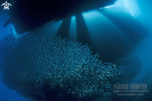 A Sardine fish