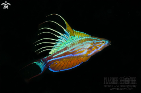 A Paracheilinus sp | Flasher wrasse