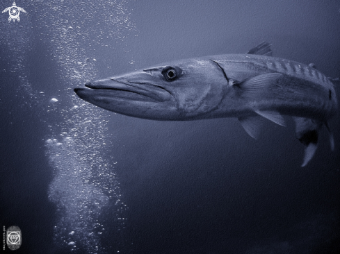 A Barracuda