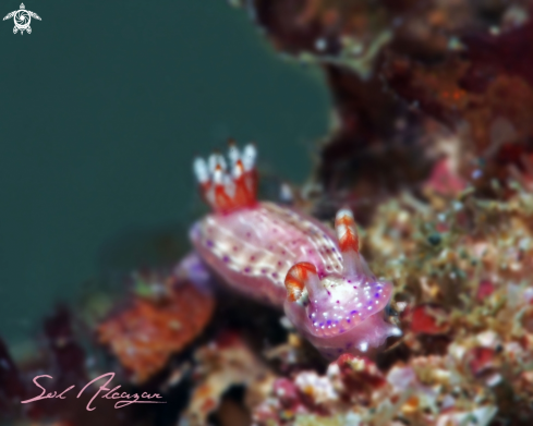 A Nudibranch