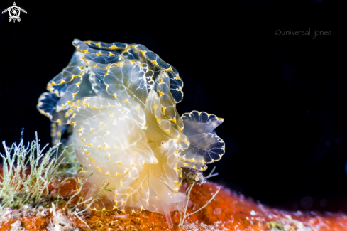 Cyerce Nudi