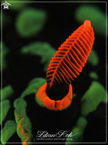 A Nembrotha Kubaryana