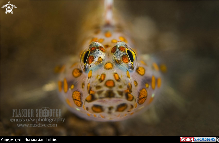A Sand goby