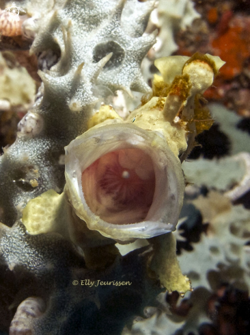 A Frogfish