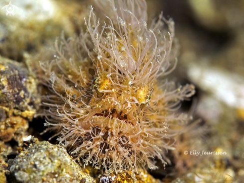 A Hairy Frogfish