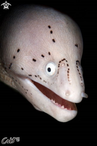 A Tatooed moray