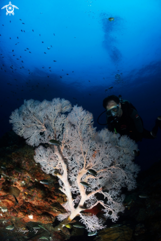 A Sea fan