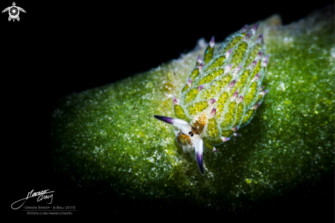 A Costasiella kuroshimae