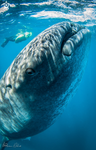 A Whaleshark