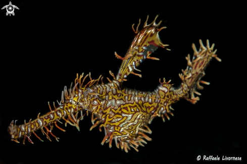 A Solenostomus paradoxus | Ghost pipe fish