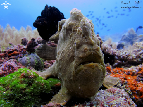 A Giant Frog fish