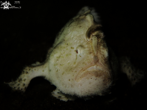 A Juvenile hairy frogh fish ( white)