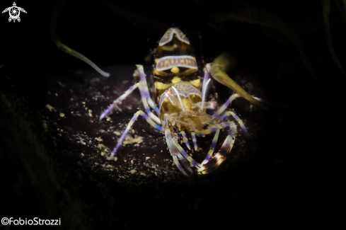 A Periclemenes amethysteus