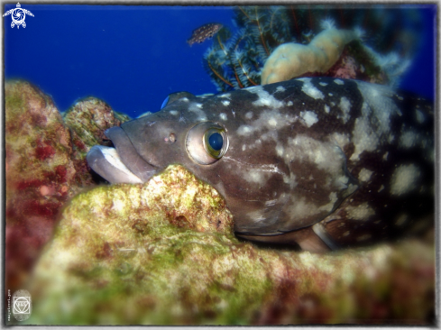 A Grouper