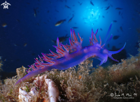 A Flabellina affinis