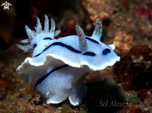 A nudibranch