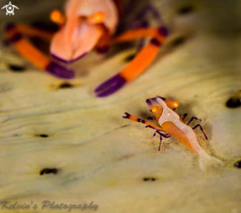 A Juvenile emperor shrimp 