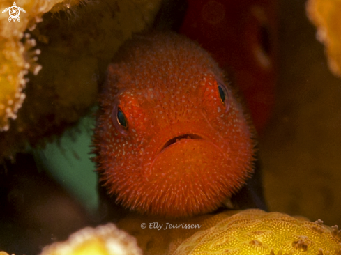 A Bearded goby