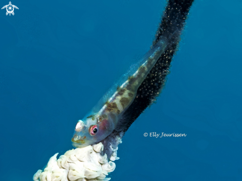 A Goby