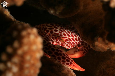 A Red Spotted Crab