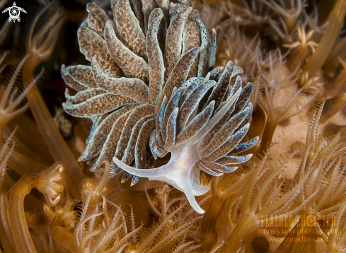 A Phyllodesmium Nudibranch