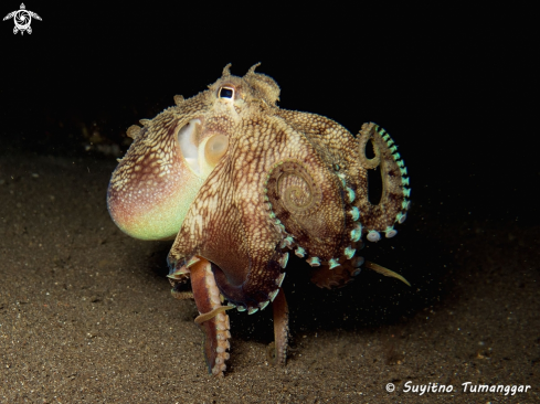 A Amphioctopus marginatus | Octopus