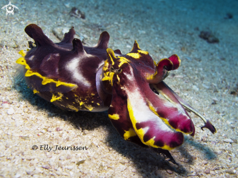 A Flamboyant Cuttlefish