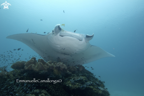 A Manta Ray