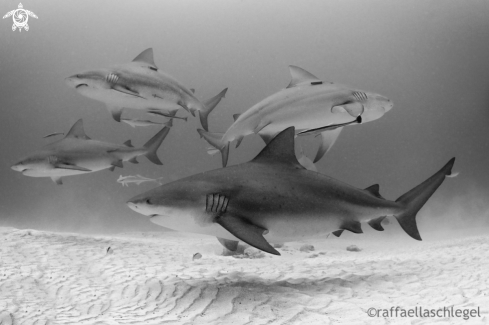 A (Carcharhinus leucas) | Bull Shark 