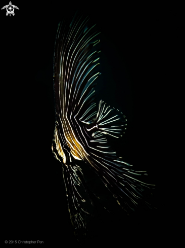 A Platax batavianus  | Juvenile Zebra Batfish