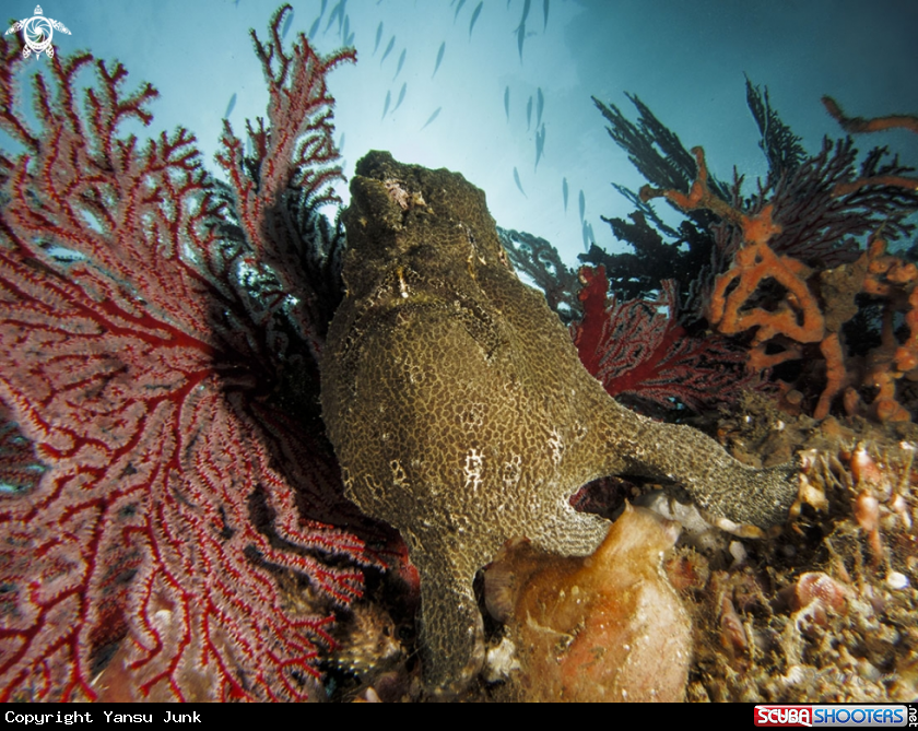 A worty Giant frogfish