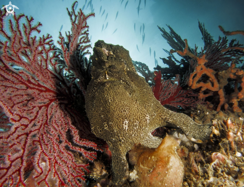 A worty Giant frogfish