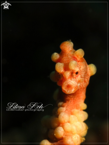 A Pygmy Seahorse