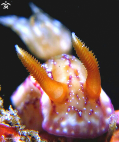 A Hypselodoris krakatoa 