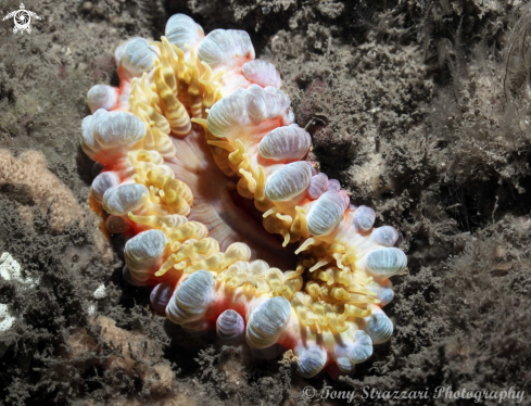 A Anemone