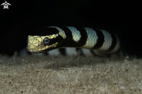 A Laticauda colubrina | Banded sea krait