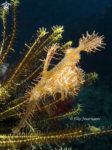 A Ornate Ghost Pipefish