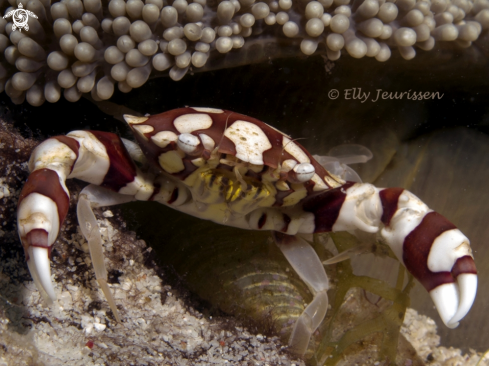 A Harlequin crab