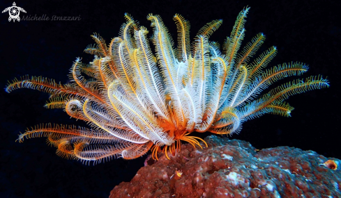 A Feather Star