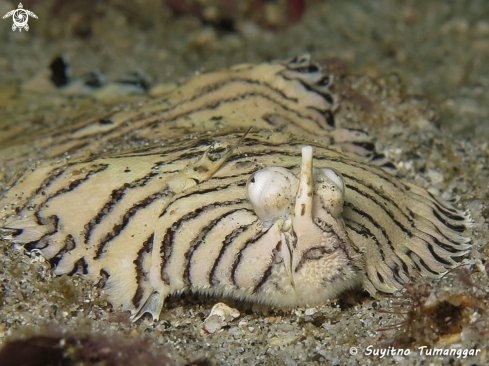 A Tiger sole