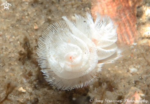 A Horseshoe worm