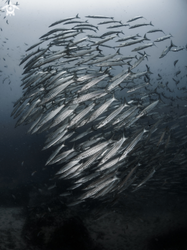 A Sphyraena qenie | Chevron Barracuda