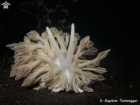 A Phyllodesmium sp. | Nudibranch