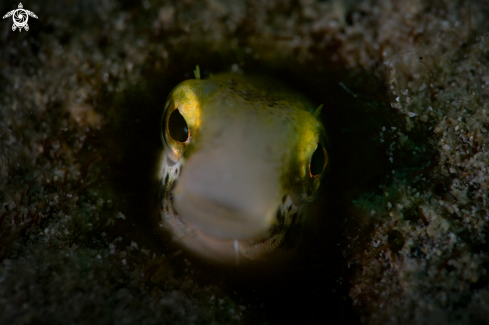 A Blennioidei | Blenny