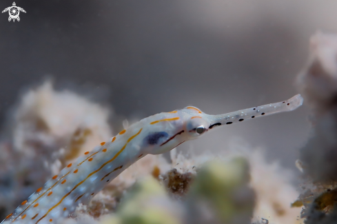 A Corythoichthys sp. | Pesce Ago