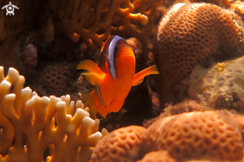 A Amphiprion bicinctus | Pesce Pagliaccio