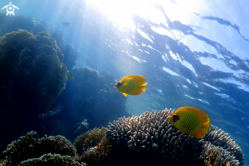 A Chaetodon semilarvatus | Pesce farfalla mascherato