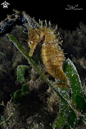 A Hippocampus guttulatus | Hippocampus