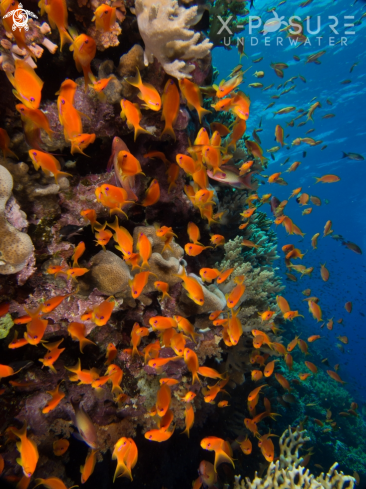 A Pseudanthias squamipinnis (males and females) | Anthea Fish