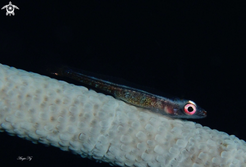 A Goby